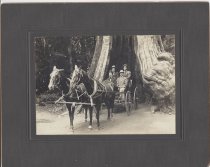 Renaker, Burr & Bartle in Stanley Park